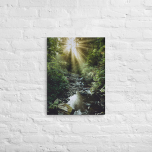 SUNLIGHT IN THE WOODS - 18X24 Canvas Wrap Print